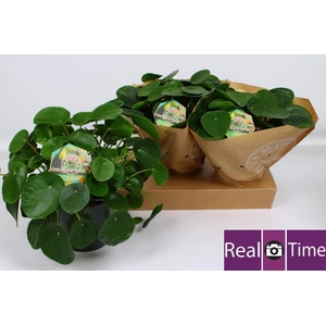 PILEA PEPEROMIOIDES