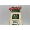 Scabiosa Atr Candy Scoop
