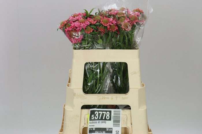 <h4>Scabiosa Atr Candy Scoop</h4>