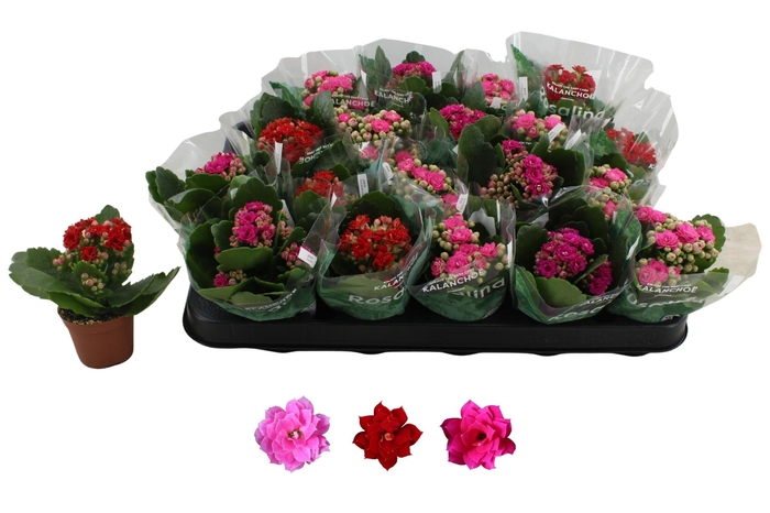 <h4>KAL GE RO GEM 3 KL</h4>