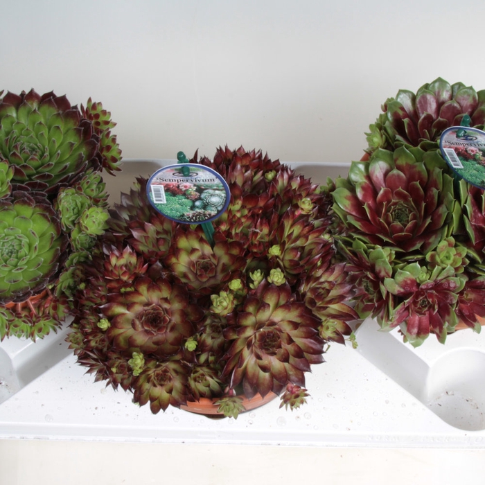 <h4>SEMPERVIVUM-HYBRID P18 STENEN POT 1 SOORT</h4>