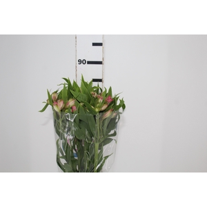 ALSTROEMERIA TOURMALINE 080 CM ROSA