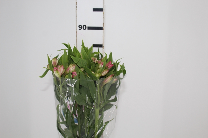 <h4>ALSTROEMERIA TOURMALINE 080 CM ROSA</h4>