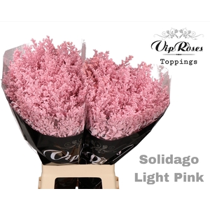 Solidago Light Pink