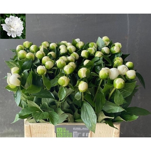 PAEO L DUCHES D NEMO