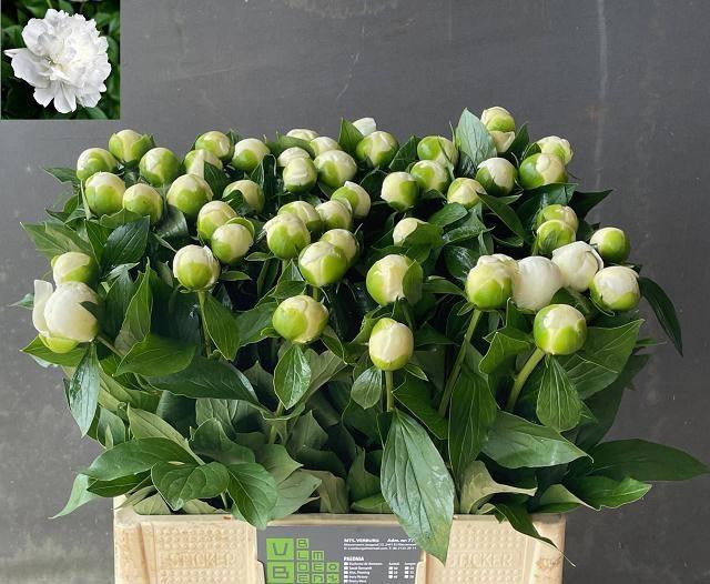 <h4>PAEO L DUCHES D NEMO</h4>