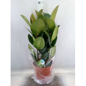 Ficus elastica 'Robusta'