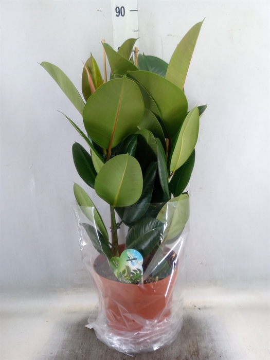 <h4>Ficus elastica 'Robusta'</h4>