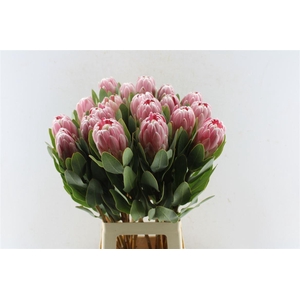 Protea Penny Pink
