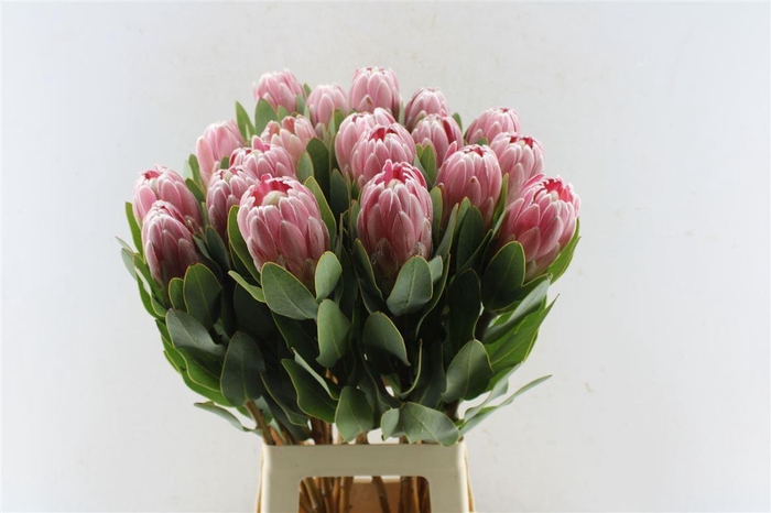 <h4>Protea Penny Pink</h4>