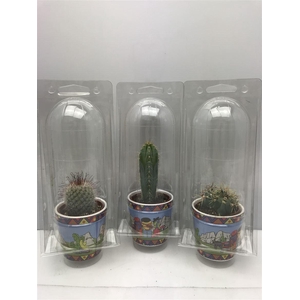 Cactus gemengd