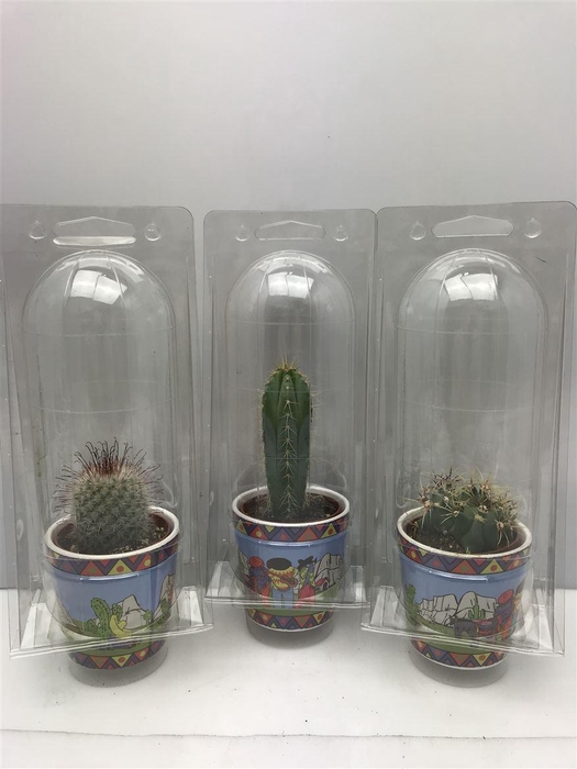 <h4>Cactus gemengd</h4>