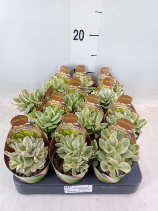 <h4>Crassula   ...</h4>