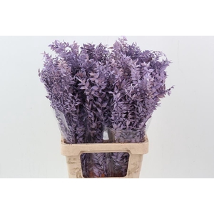 Ruscus Lavender 150gr