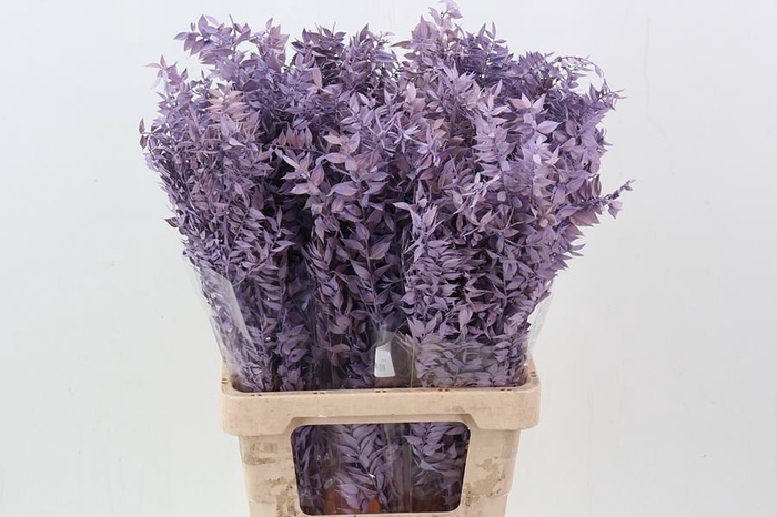 Ruscus Lavender 150gr