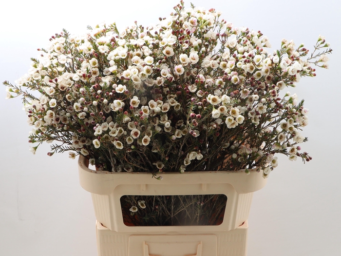 <h4>CHAME MOONL DELIGHT</h4>