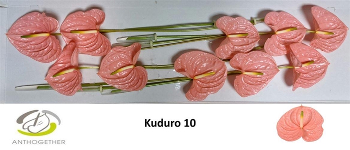 <h4>Anth A Kuduro</h4>