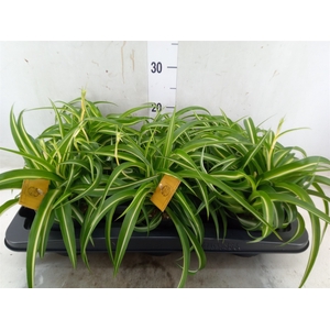 Chlorophytum com. 'Bonnie'