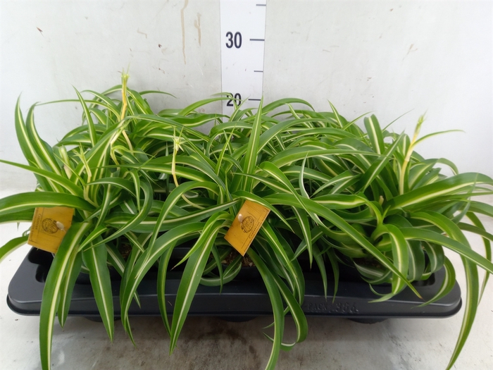 <h4>Chlorophytum com. 'Bonnie'</h4>