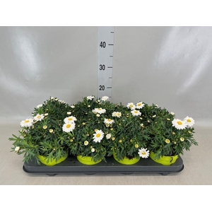 Argyranthemum  'La Rita White'