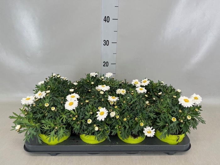 <h4>Argyranthemum  'La Rita White'</h4>