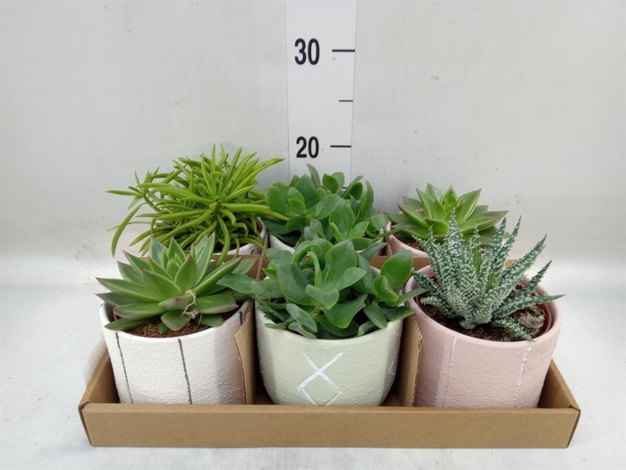 <h4>Succulents   ...</h4>