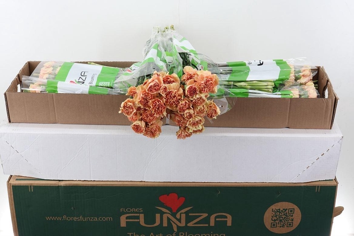 <h4>Di St Sonora Box</h4>