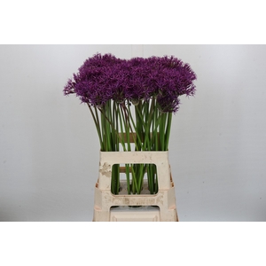 Allium Purple Rain Promo
