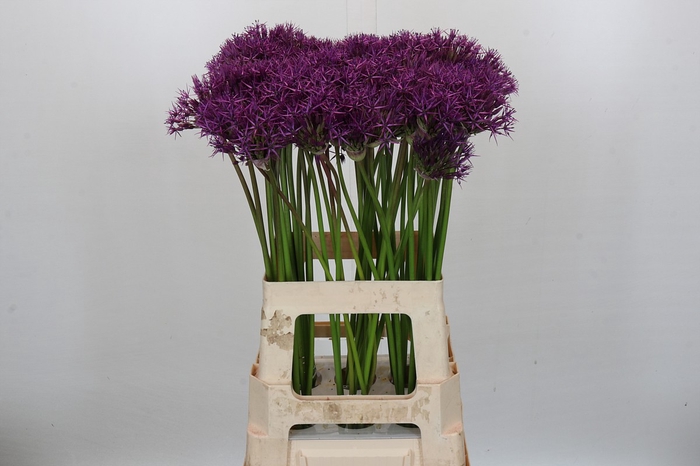 <h4>Allium Purple Rain Promo</h4>