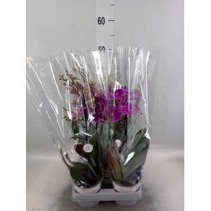 Phalaenopsis   ...lilac