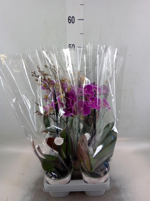 <h4>Phalaenopsis   ...lilac</h4>
