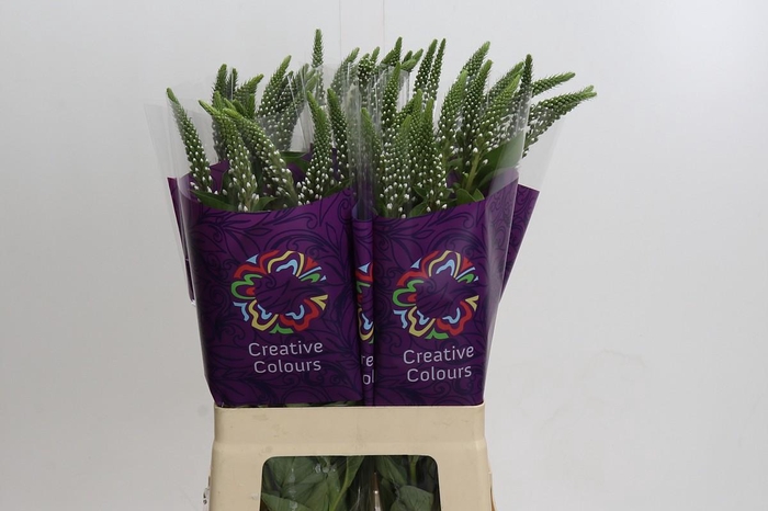 <h4>Lysimachia Elisabeth</h4>