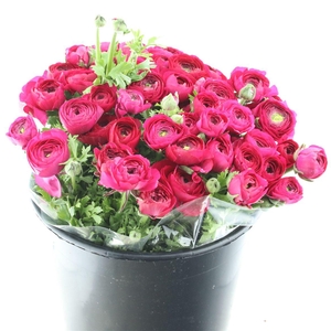 Ran El Sr Cerise Extra