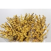 Ilex Citronella