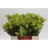 Leucadendron Pisa Spray