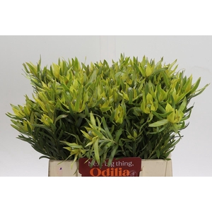 Leucadendron Pisa Spray
