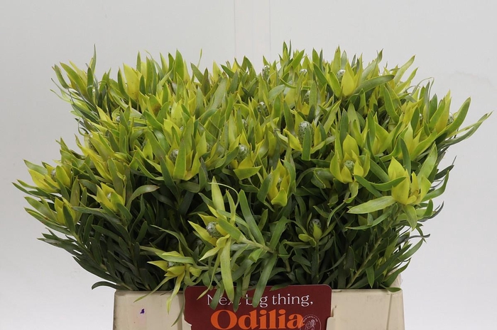 <h4>Leucadendron Pisa Spray</h4>