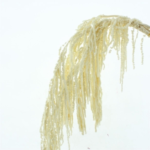 Pres Amaranthus Bleached White