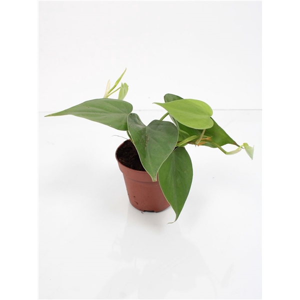<h4>Philodendron Scandens Green Bush</h4>