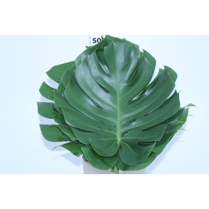 FOLHAGEM MONSTERA DELICIOSA 030 CM