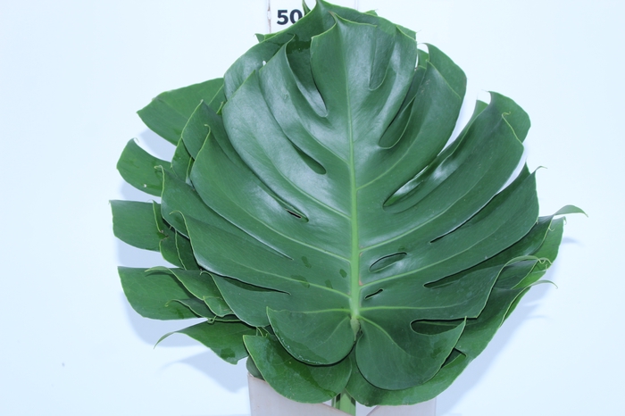 FOLHAGEM MONSTERA DELICIOSA 030 CM