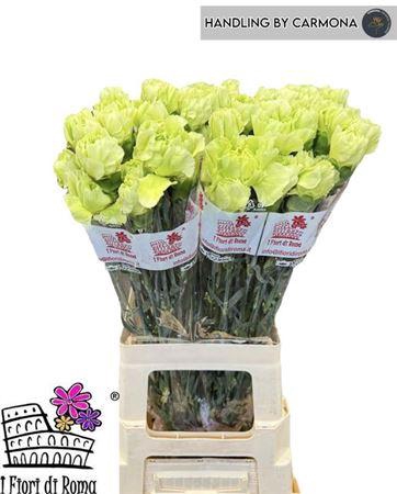 <h4>Di St Lady Moe</h4>