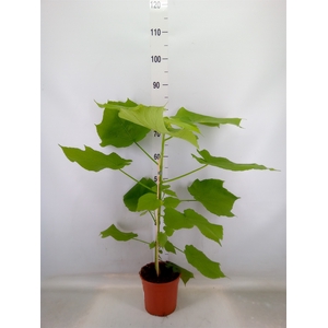 Sparrmannia africana