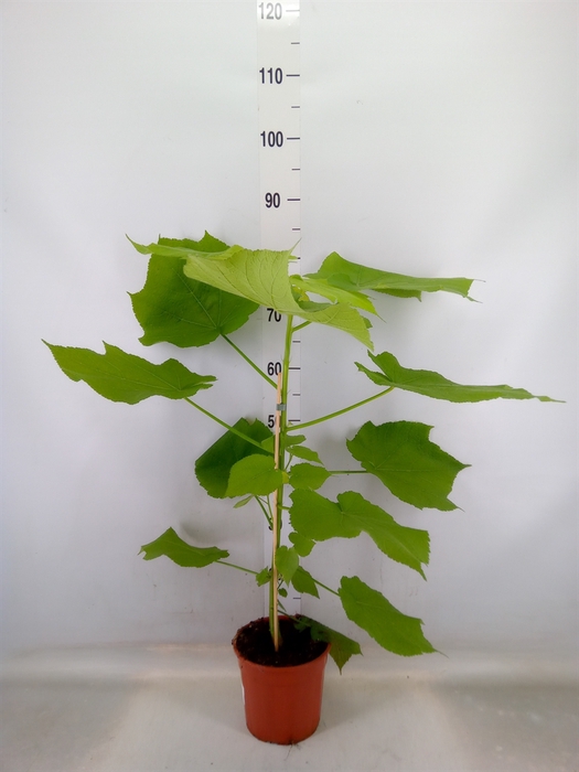 <h4>Sparrmannia africana</h4>