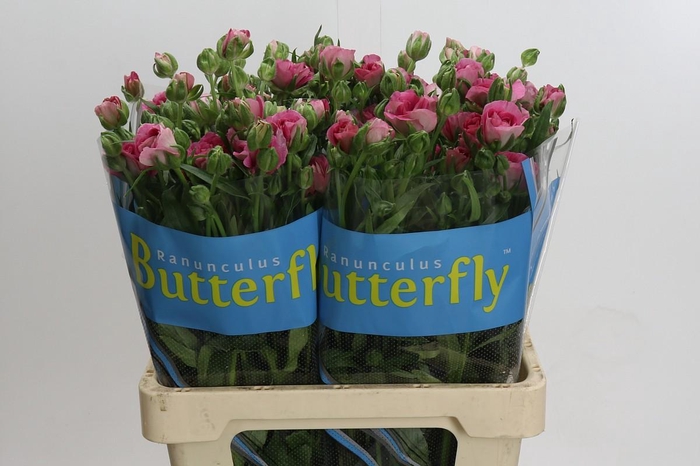 <h4>Ranunculus Butterfly Jupiter</h4>