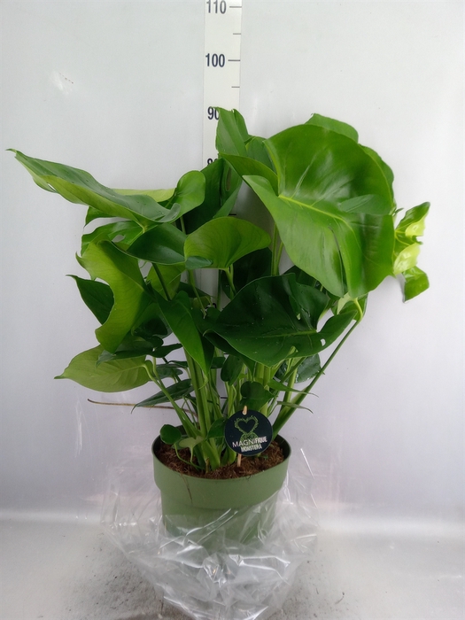 <h4>Monstera delic.</h4>