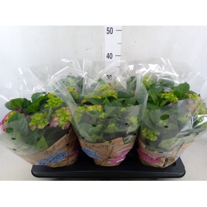 Hydrangea mac. 'Ningbo'