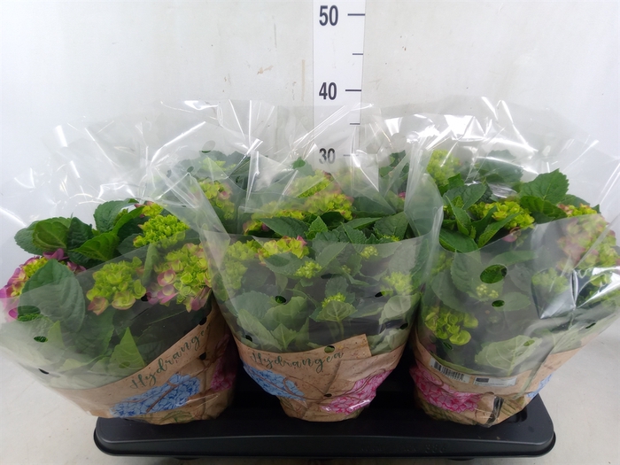 <h4>Hydrangea mac. 'Ningbo'</h4>