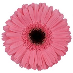 GERBERA PRE INTENZZ >10 CM DIAM <050 CM ROSA