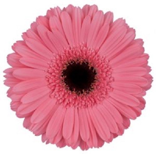 <h4>GERBERA PRE INTENZZ >10 CM DIAM <050 CM ROSA</h4>